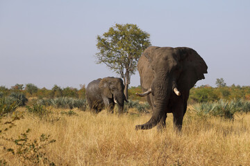 Afrikanischer Elefant / African elephant / Loxodonta africana