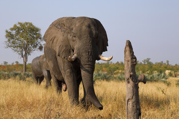 Fototapeta premium Afrikanischer Elefant / African elephant / Loxodonta africana
