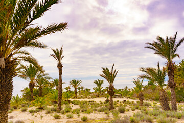 Fototapeta na wymiar Palm trees on sea coast
