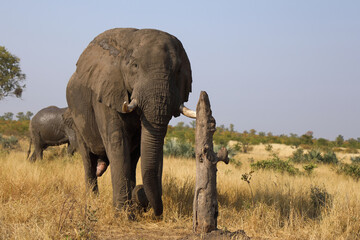 Fototapeta premium Afrikanischer Elefant / African elephant / Loxodonta africana