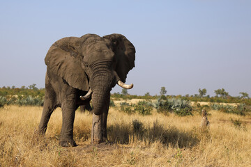 Obraz premium Afrikanischer Elefant / African elephant / Loxodonta africana