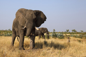 Fototapeta premium Afrikanischer Elefant / African elephant / Loxodonta africana