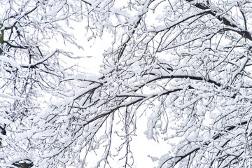 Snow-covered tree branches. Bottom view. Snowy winter.