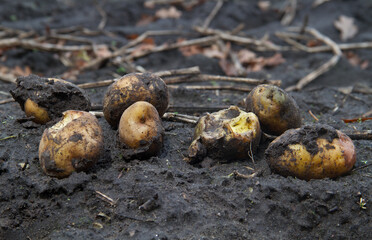 Lost potatoes on muddy field after harvest