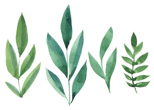 Abstract green leaves on a white background, watercolor drawings © Hanna