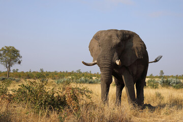 Obraz premium Afrikanischer Elefant / African elephant / Loxodonta africana