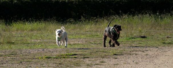 Perro blanco y perro negro
