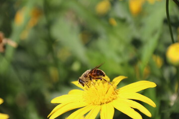 Close up view of bee feeding on yellow flower with blurred background