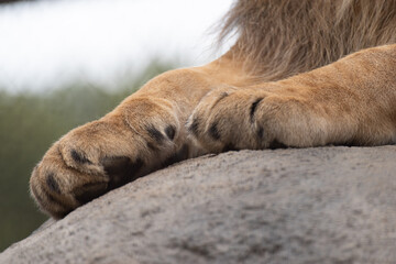 Naklejka premium ライオンの脚