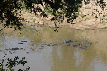 Flußpferd im Mphongolo River / Hippopotamus in Mphongolo River/ Hippopotamus amphibius