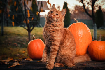 Autumn consept scene with an orange siberian cat, orange pumpkins and leaves in the garden outside.