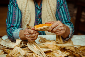 Cropped image of an old lady peeling and selecting with hands corn on a table surrounded by corn peel. Agriculture work.