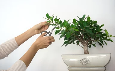 Schilderijen op glas Hands of a woman with scissors pruning twigs of a small bonsai tree at home in a white planter. Gardening concept with copy space. © estefania chan