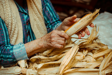 Cropped image of an old lady peeling and selecting with hands corn on a table surrounded by corn peel. Agriculture work.