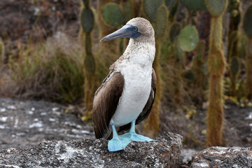 Blue-footed booby in Galapagos Islands, Ecuador
