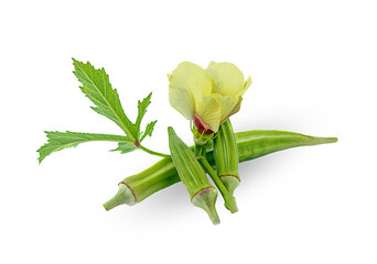 fresh green okra plant on a white,islated