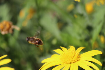 Close up view of bee feeding on yellow flower with blurred background