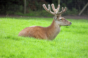 jeune cerf