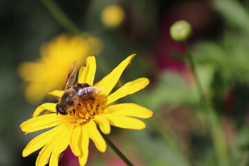 Close up view of bee feeding on yellow flower with blurred background