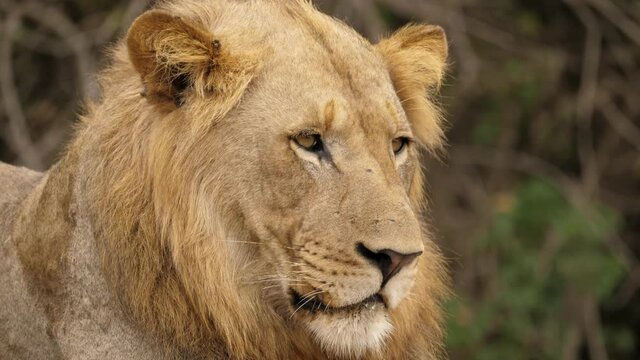 Closeup on Head, Wild Male Lion Perks Ear and Turns to Look Back