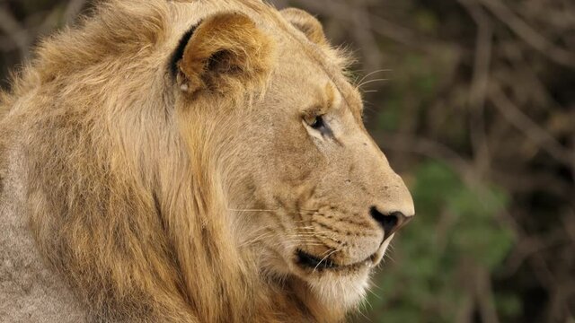 Wild African Lion Turns to Look at Camera in Kruger National Park, Face Closeup