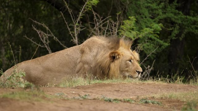 Male lion cautiously stalking prey while crouching low, Kruger National Park