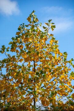 arbre