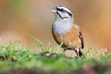 Rock bunting, Emberiza cia, perched in the meadow against an out of focus ocher background. Spain