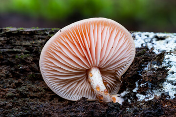 Rhodotus palmatus mushrooms growing on the trunk of a dead tree. View from below. Spain.