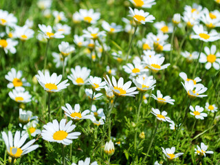 Flowering. Chamomile