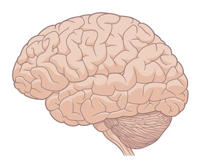 Human brain medical illustration