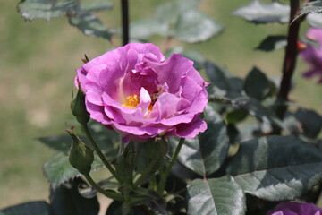 Close up view of bee feeding an purple flower