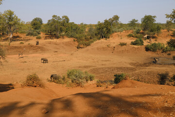 Afrikanischer Elefant am Mphongolo River/ African elephant at Mphongolo River / Loxodonta africana