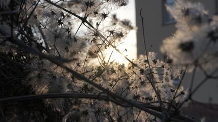 Sonnenschimmer hinter Pflanze