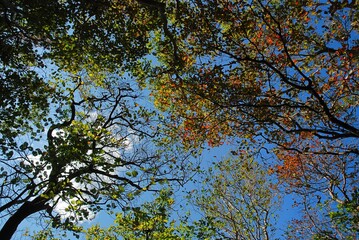 Obraz premium 나뭇잎, leaves, 위, 가을,
