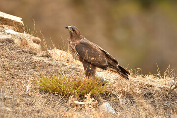 aguila ratoneto