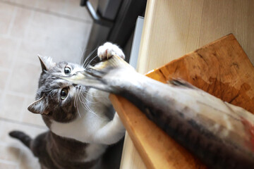 A hungry cat looks at the tail of a fish on the kitchen table. A pet steals food from the table.