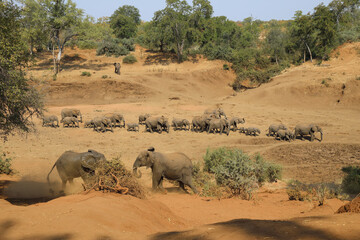 Afrikanischer Elefant im Mphongolo River/ African elephant in Mphongolo River / Loxodonta africana