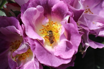 Obraz na płótnie Canvas Close up view of bee feeding an purple flower