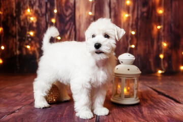 A cute white miniature schnauzer puppy stands on the floor against a brown plank background with twinkling lights. Nearby there is a white glowing flashlight and a golden Christmas tree ball