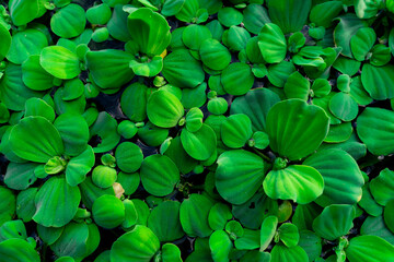 Top view green leaves of water lettuce floating on water surface. Pistia stratiotes or water lettuce is aquatic plant. Invasive species. Closeup leaf of water lettuce pond plants. Beauty in nature.