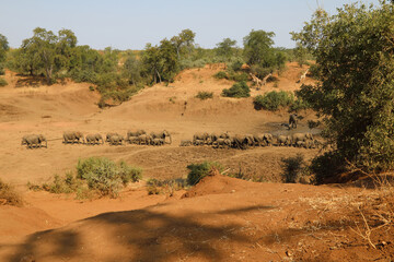 Afrikanischer Elefant im Mphongolo River/ African elephant in Mphongolo River / Loxodonta africana.