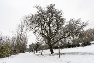 Winter hike in snow from Wilhelmsdorf on the Hoechsten on Lake Constance