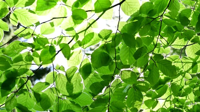 sun shining through green leaves in beech forest - clean environment and freedom conceptual footage	