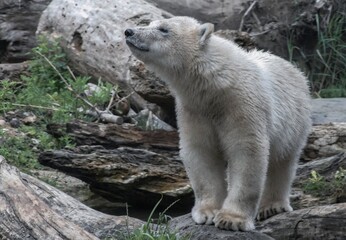 polar bear cub