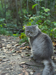 Naklejka na ściany i meble gray cat in the forest