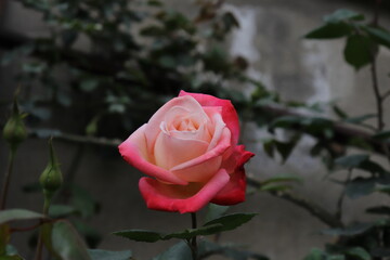Close up view of hybrid Rose with red, white and pink color with blurred background in a garden in Sichuan, China