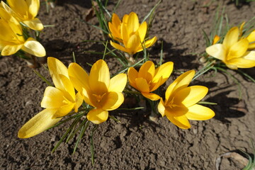Lush yellow flowers of crocuses