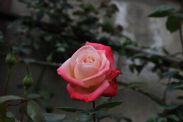 Close up view of hybrid Rose with red, white and pink color with blurred background in a garden in Sichuan, China