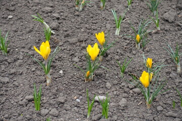Opening yellow flowers of crocuses in early spring